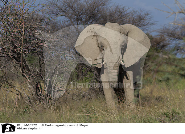 Afrikanischer Elefant / African elephant / JM-10372