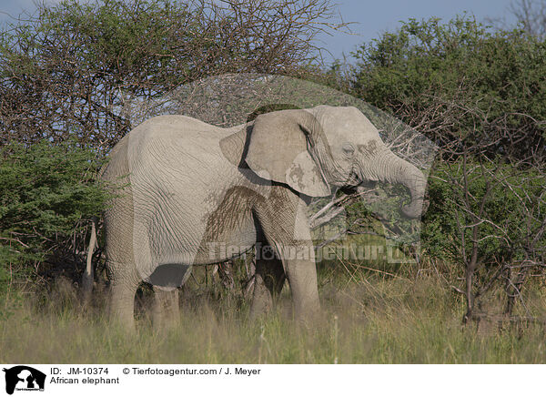 Afrikanischer Elefant / African elephant / JM-10374