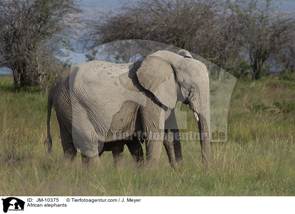 Afrikanische Elefanten / African elephants / JM-10375
