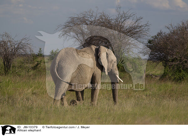 Afrikanischer Elefant / African elephant / JM-10379