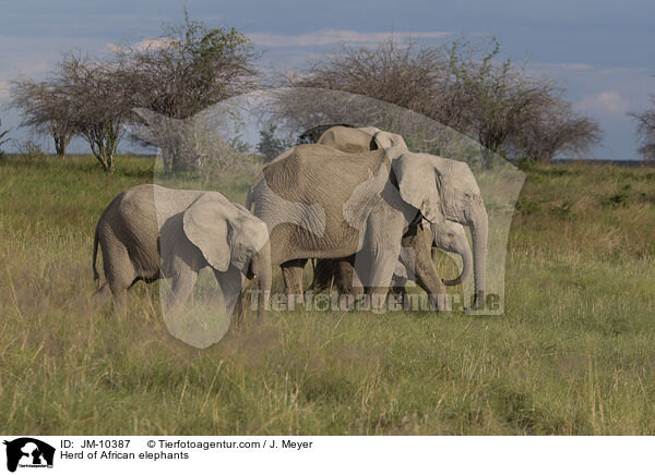Elefantenherde / Herd of African elephants / JM-10387