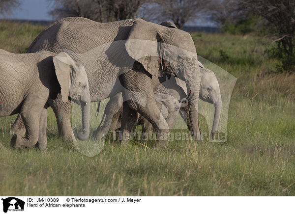 Elefantenherde / Herd of African elephants / JM-10389