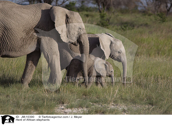 Elefantenherde / Herd of African elephants / JM-10390