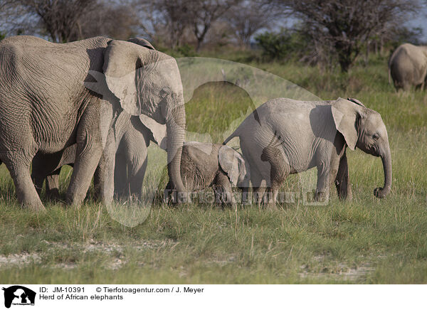 Elefantenherde / Herd of African elephants / JM-10391
