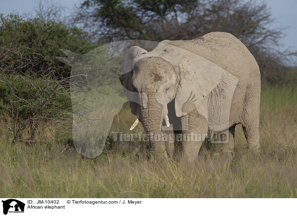 Afrikanischer Elefant / African elephant / JM-10402
