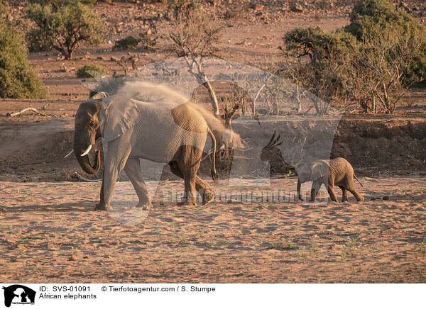 African elephants / SVS-01091