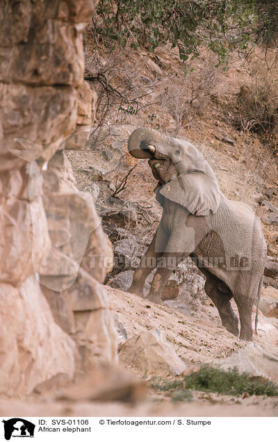 African elephant / SVS-01106