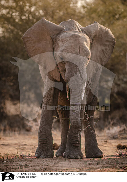 African elephant / SVS-01132