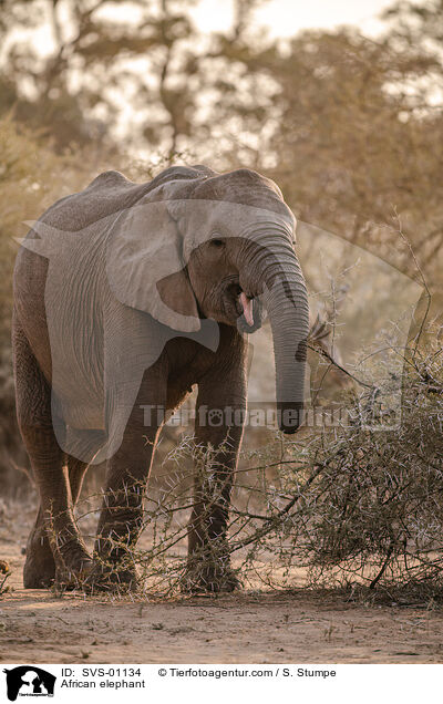 Afrikanischer Elefant / African elephant / SVS-01134