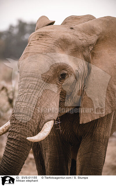 Afrikanischer Elefant / African elephant / SVS-01155