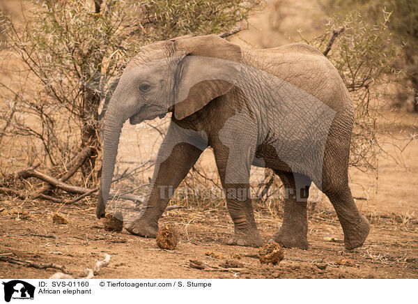 African elephant / SVS-01160