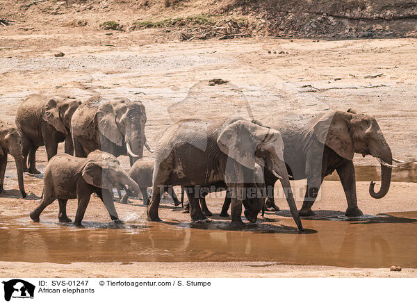 Afrikanische Elefanten / African elephants / SVS-01247