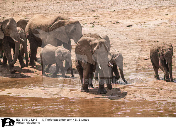 African elephants / SVS-01248