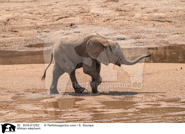 Afrikanischer Elefant / African elephant / SVS-01252