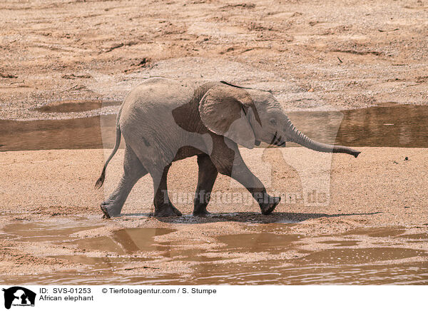 Afrikanischer Elefant / African elephant / SVS-01253