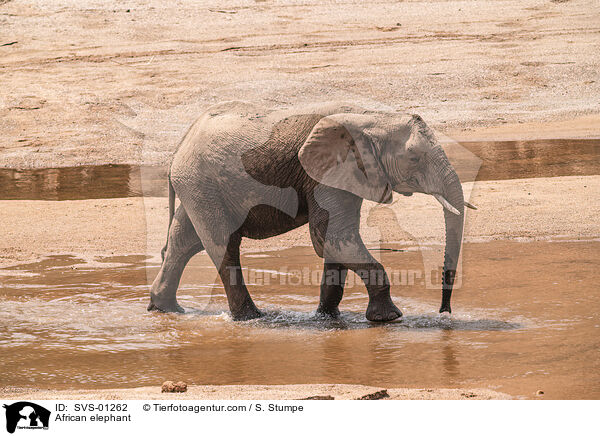 Afrikanischer Elefant / African elephant / SVS-01262