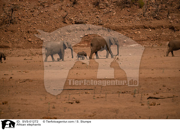 Afrikanische Elefanten / African elephants / SVS-01272