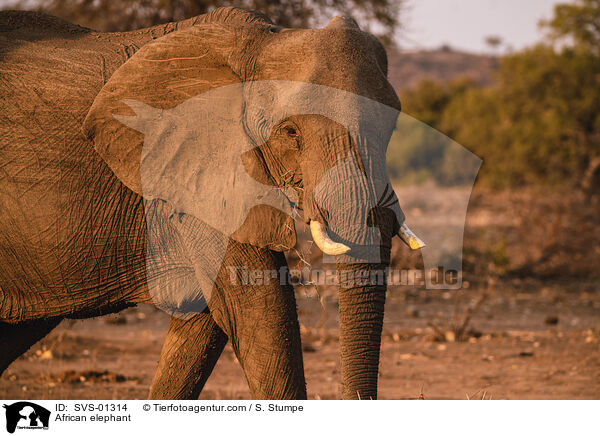 Afrikanischer Elefant / African elephant / SVS-01314
