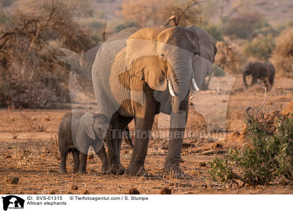 African elephants / SVS-01315