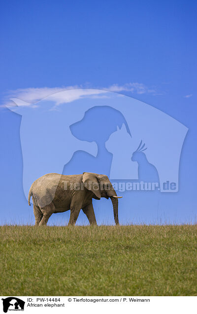 Afrikanischer Elefant / African elephant / PW-14484