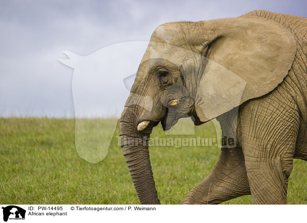 Afrikanischer Elefant / African elephant / PW-14495