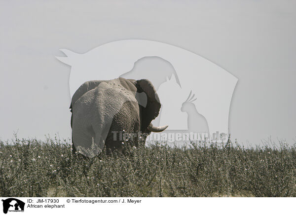 Afrikanischer Elefant / African elephant / JM-17930