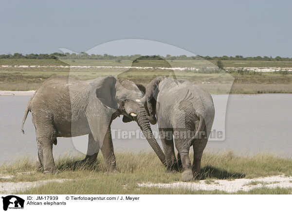African elephants / JM-17939