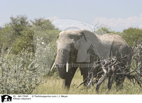 Afrikanischer Elefant / African elephant / JM-17945