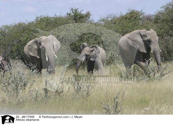 African elephants / JM-17946
