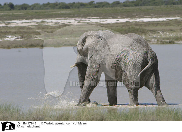 African elephant / JM-17949