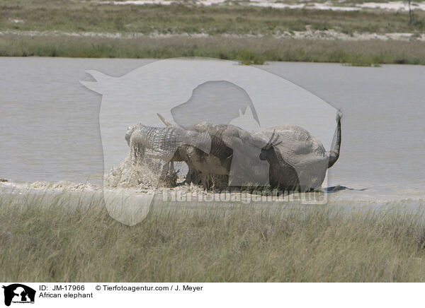 Afrikanischer Elefant / African elephant / JM-17966