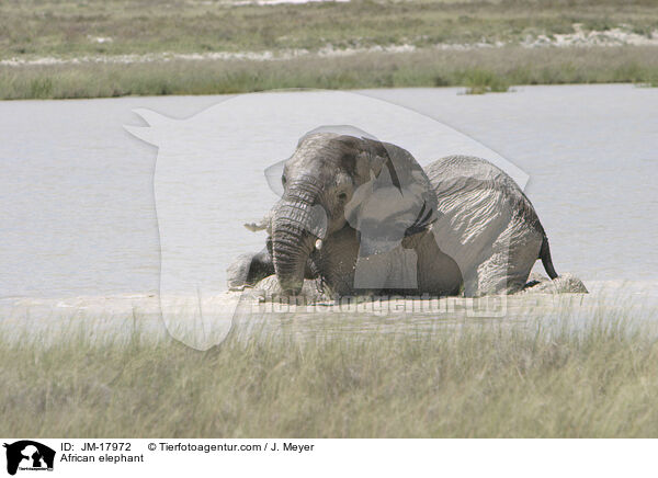 Afrikanischer Elefant / African elephant / JM-17972