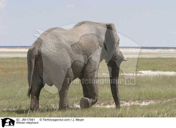 Afrikanischer Elefant / African elephant / JM-17981