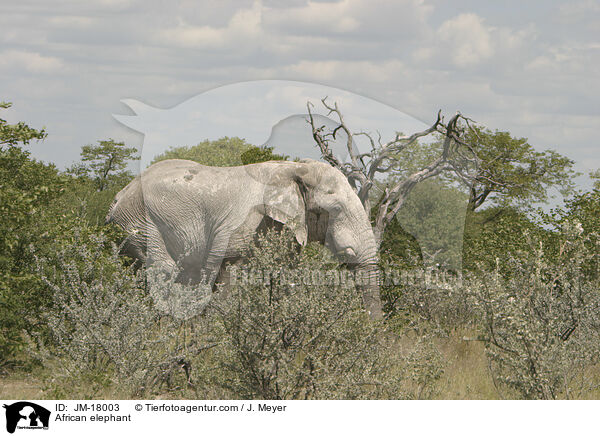 African elephant / JM-18003