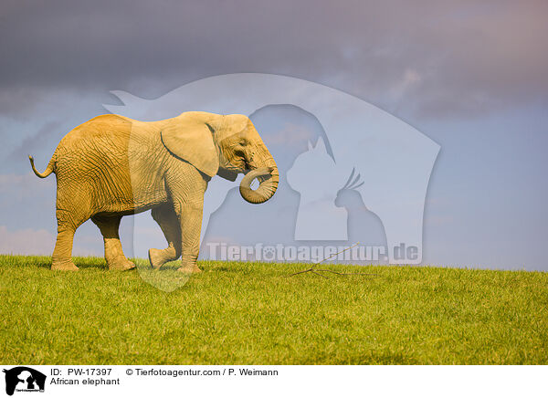 African elephant / PW-17397