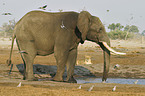 African Elephant and lion