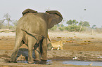 African Elephant and lion