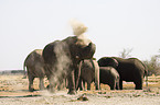African Elephants at body care