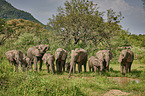 standing African Elephants