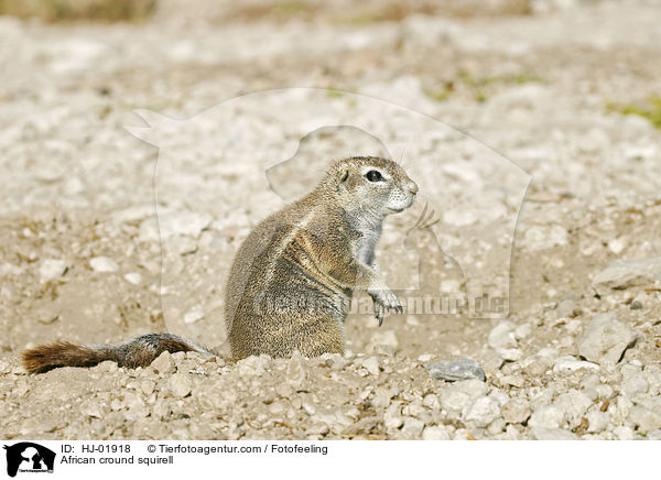 African cround squirell / HJ-01918