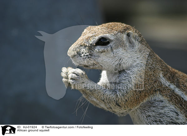 African ground squirell / HJ-01924