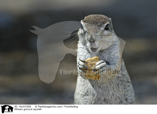 African ground squirell / HJ-01926