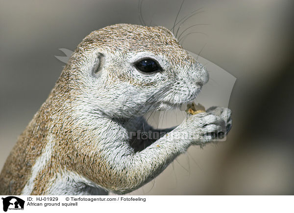 African ground squirell / HJ-01929