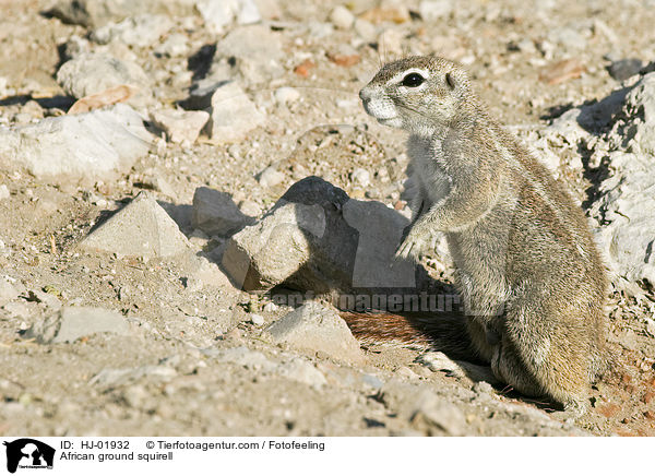 African ground squirell / HJ-01932
