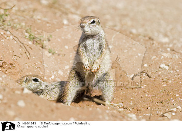 African ground squirell / HJ-01943