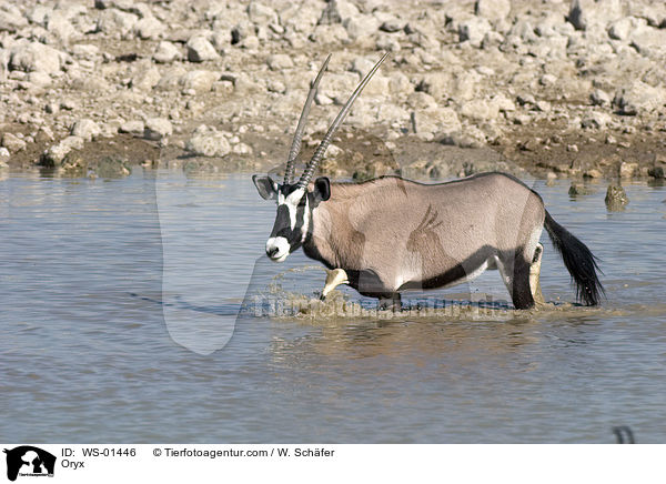 Oryxantilope am Wasserloch / Oryx / WS-01446