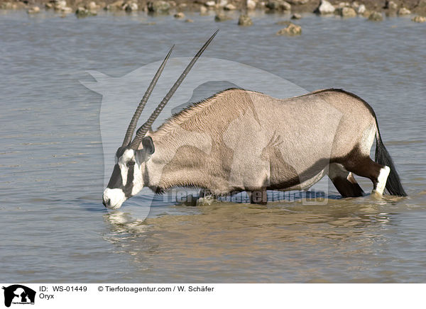 Oryxantilope am Wasserloch / Oryx / WS-01449