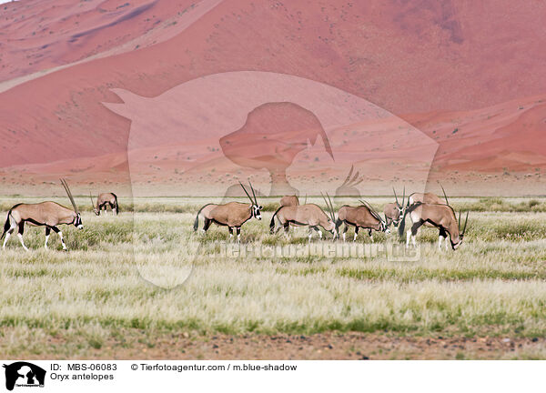Oryx antelopes / MBS-06083
