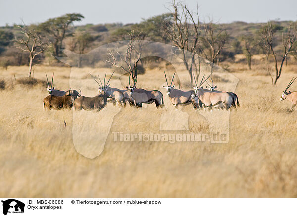 Oryx antelopes / MBS-06086