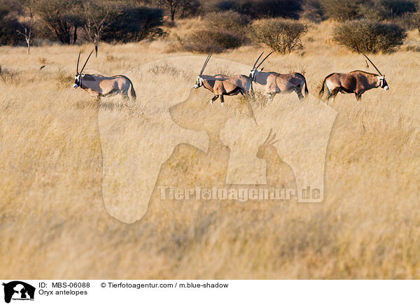 Oryx antelopes / MBS-06088